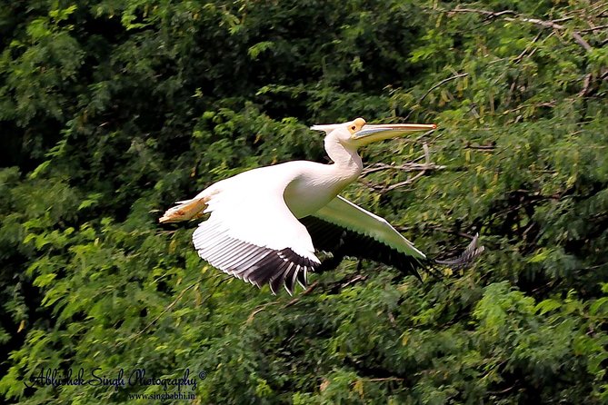 Sultanpur The wonder of Birding from Delhi - Sultanpur National Park: why this wetland birding feels so focused
