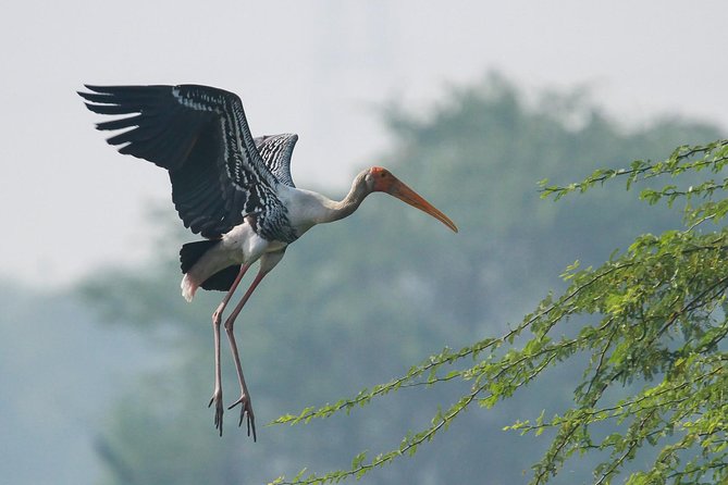 Sultanpur The wonder of Birding from Delhi - The itinerary flow: how your morning typically unfolds