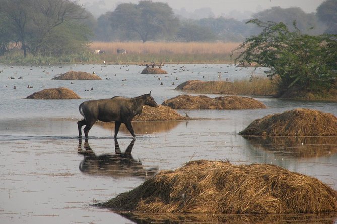 Sultanpur The wonder of Birding from Delhi - What you might spot: the species list you can actually use