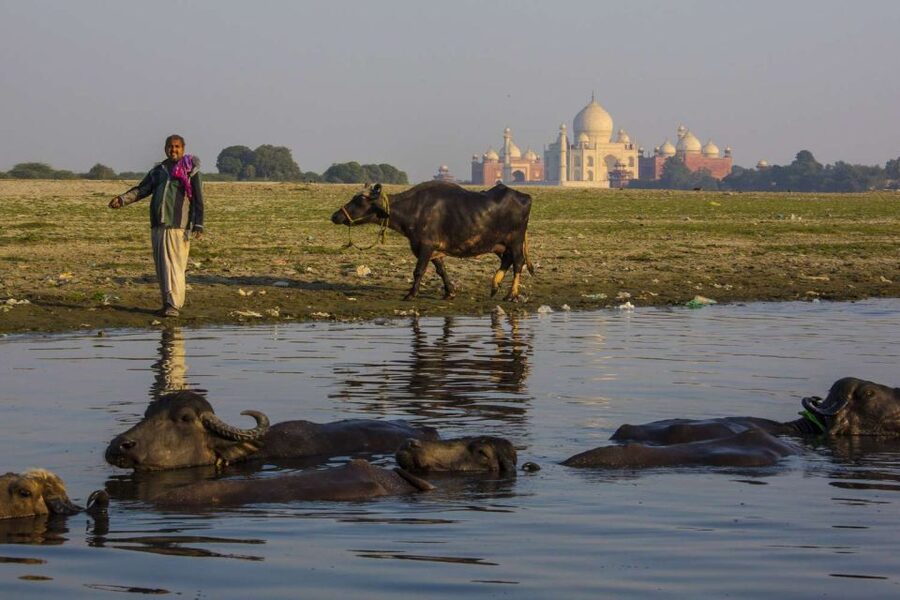 Taj Mahal, Agra Fort Day Tour with Transfers - Taj Mahal at the right time, guided so it means more