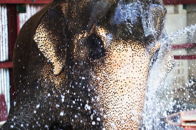 Taj Mahal with Wildlife SOS Elephant Conservation and Care Center - Who this trip suits best (and who should skip it)