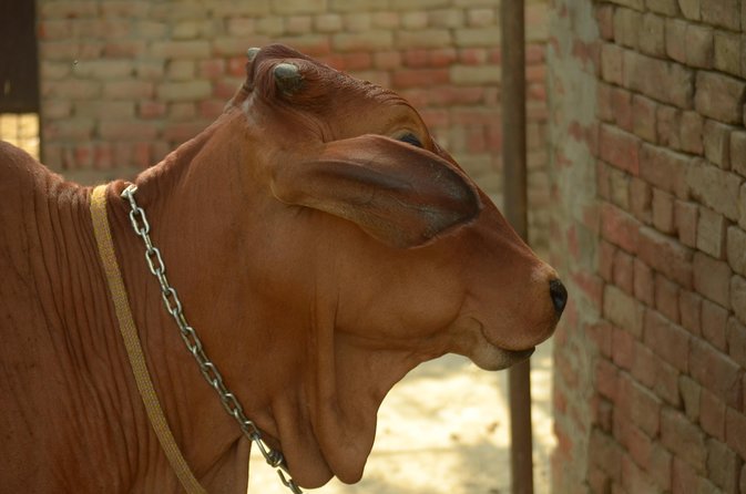 Village Snapshot - Pure and simple - The Field Walk: Village History and Sustainable Farming Lessons